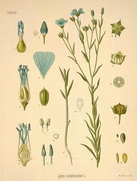 Flax, Linum usitatissimum. The Flax fibers, seeds, and flower.