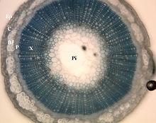 Cross section of a bast fiber. X=xylem, P=phloem, C=cortex, BF=bast fibers
